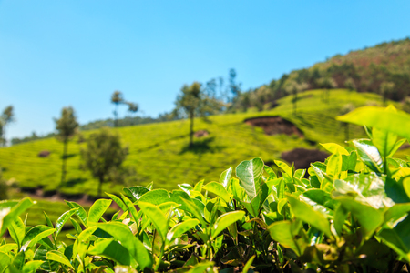 Tea plantations in Munnar, Kerala, India. Stunning views of green hills with blue sky.の写真素材