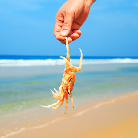 Man catches a crab on the sandy beach of the Indian Ocean.の写真素材