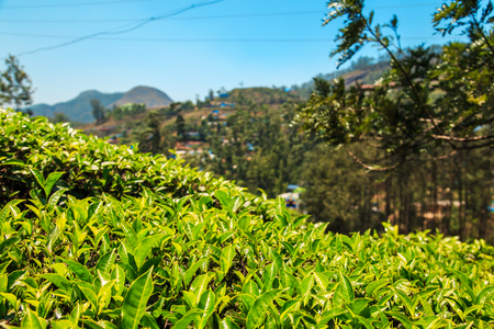 Tea plantations in Munnar, Kerala, India. Stunning views of green hills with blue sky.の写真素材