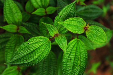 Green tropical leaves background. Close-up, selective focus.の写真素材