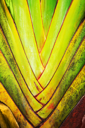 Green tropical leaves background. Close-up, selective focus.の写真素材