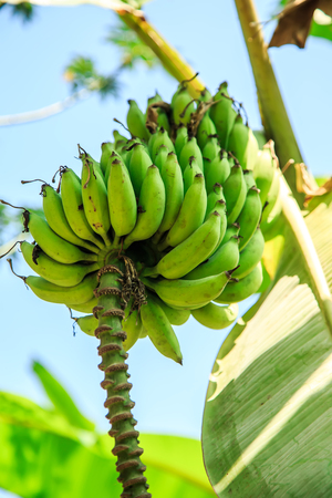 Banana tree with a bunch of bananas. Plantations in South India.の写真素材