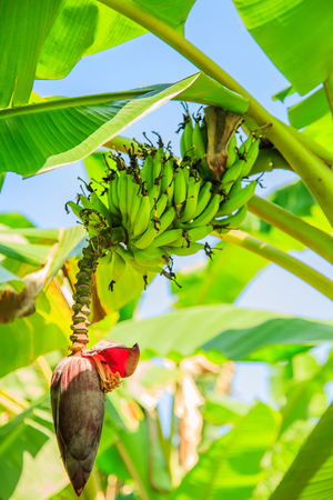 Banana tree with a bunch of bananas. Plantations in South India.の写真素材