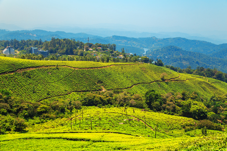 Tea plantations in Munnar, Kerala, India. Stunning views of green hills with blue sky.の写真素材