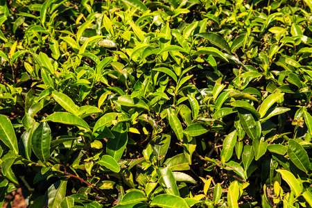 Green tropical leaves background. Close-up, selective focus.の写真素材