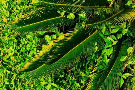 Green tropical leaves background. Close-up, selective focus.の写真素材