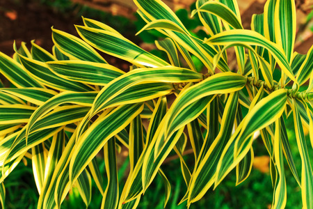 Green tropical leaves background. Close-up, selective focus.の写真素材