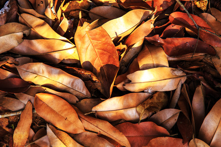 Withered tropical leaves background. Close-up, selective focus.の写真素材
