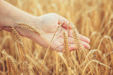 Wheat field. Female hand touching wheat spikelets. Summer harvest.の写真素材