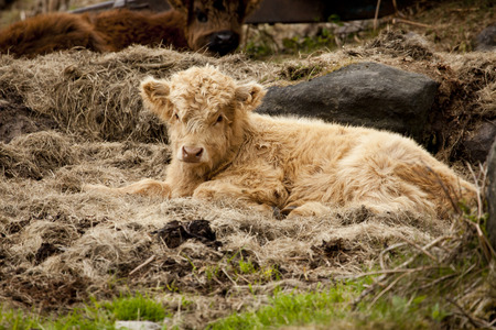 A baby highland cow laying on some hayの写真素材