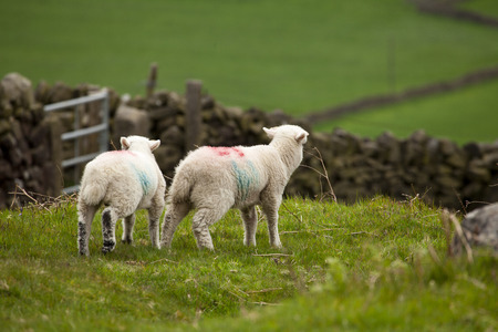 Two Little lambsの写真素材