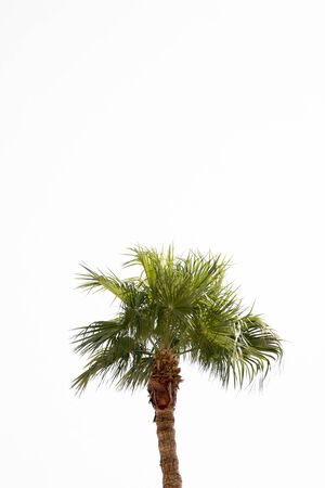 An isolated palm treeの写真素材
