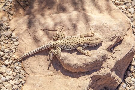 A lizard sitting on some rocksの写真素材