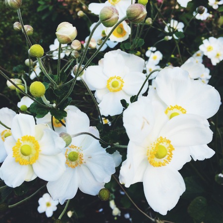 White flowers with buds