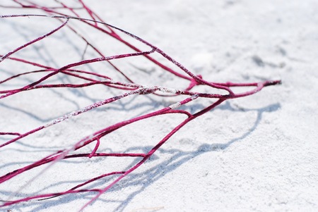 Pink coral on white sands beachの写真素材
