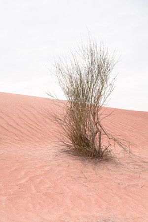 Desert dune with green bush plant, nearby Dubai cityの写真素材