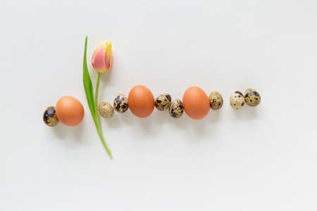 Easter greeting card template with eggs and tulip flower on a white background, flat lay, view from above, copy spaceの写真素材