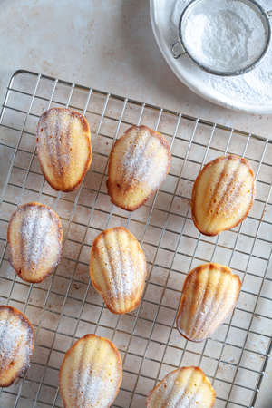 Flat lay of nine freshly baked madeleine cakes on a cooling rack with icing sugar on neutral backgroundの写真素材