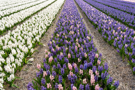 Beautiful hyacinth field in the Netherlands with purple, white and pink flowers, horizontalの写真素材
