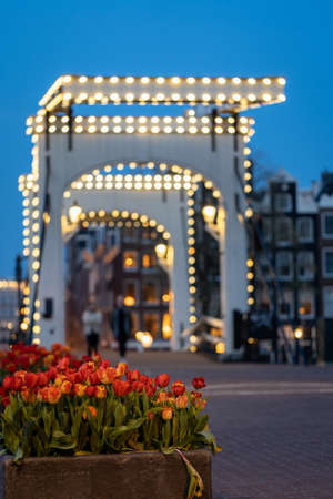 View of 'De Magere Brug (translation: the Skinny Bridge (in Amsterdam with tulips in the foreground, the Netherlands, blue hour, evening, blue hour, eveningの写真素材