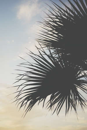 Silhouette of a palm tree during sunsetの写真素材