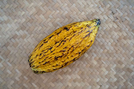 Close-up of cocoa fruit, yellow fresh cocoa beans, closed, background, copy space
