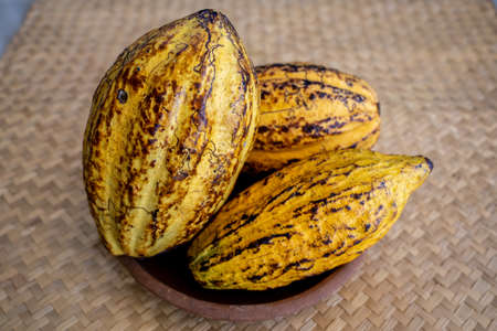 Close-up of three cocoa fruit, yellow fresh cocoa beans, background, no peopleの写真素材