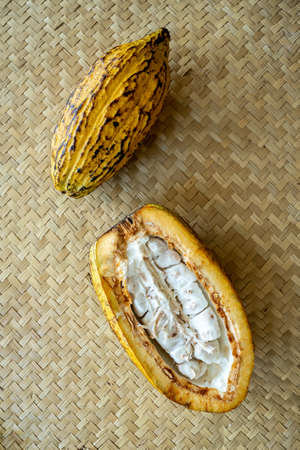 Top down view of two fresh cocoa fruit, one opened, one closed, no people, copy spaceの写真素材
