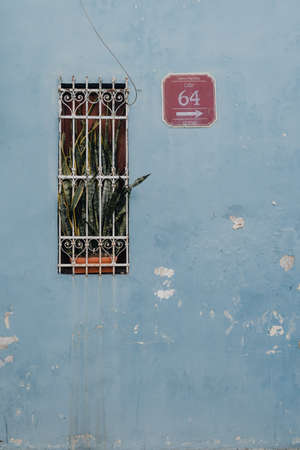 a blue wall with a window with plant and street sign, vertical