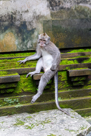 One monkey chilling at Sangeh monkey forest in Bali near Ubud village. Indonesia vertical