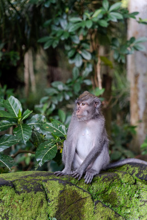 Portrait of a monkey at Sangeh monkey forest in Bali near Ubud village. Indonesia , vertical