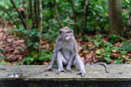 Portrait of a monkey at SaPortrait of a monkey at Sangeh monkey forest in Bali near Ubud village. Indonesia horizontalの写真素材