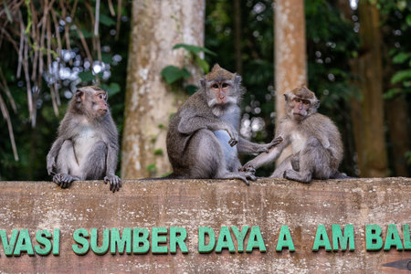 Portrait of three monkeys sitting at Sangeh Monkey Forest, Bali, Indonesia, horizontalの写真素材