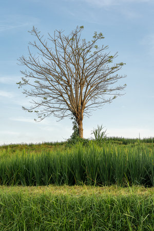 A beautiful tree of life in Bali with green grass in the frontの写真素材