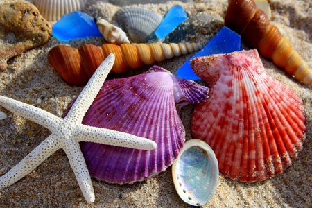 colorful sea shells in the sand