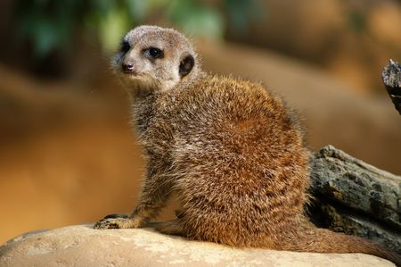 Meerkat or Suricate
