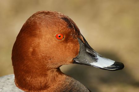 Portrait of a Duckの写真素材