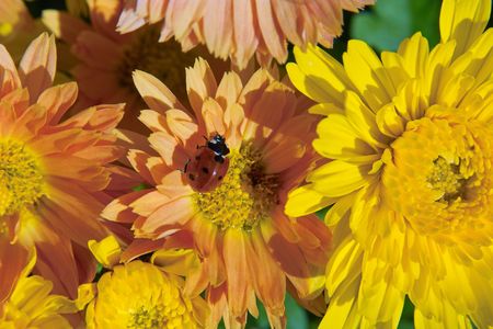 Ladybugの写真素材