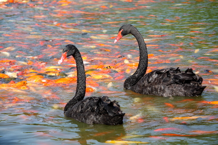 Black Swanの写真素材