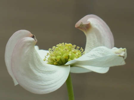 Unknown White Flower In Park, Tokyo, Japan の写真素材