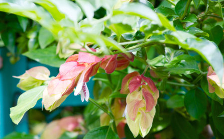 Floral bush in Tokyoの写真素材