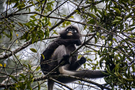 A Dusky Leaf Monkey is looking for food on a treeの写真素材