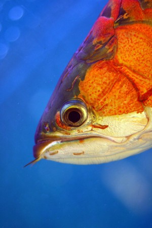 Close up shoot of a red arowana fishの写真素材