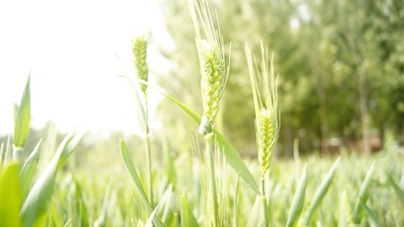 Wheatの写真素材