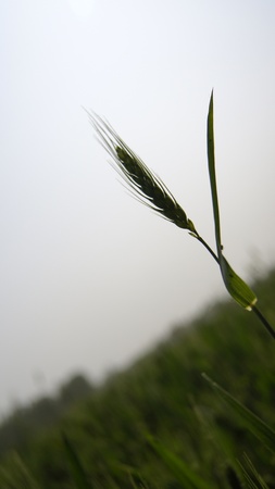 Wheatの写真素材