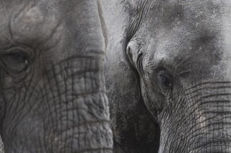 Close-up of African elephants, Zambiaの写真素材