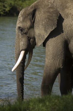 African elephant, Zambiaの写真素材
