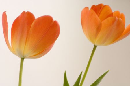 Two orange tullips close upの写真素材