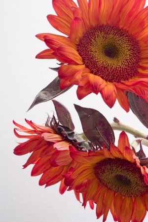 Three sunflowers の写真素材