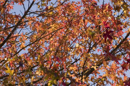 Autumn colors
